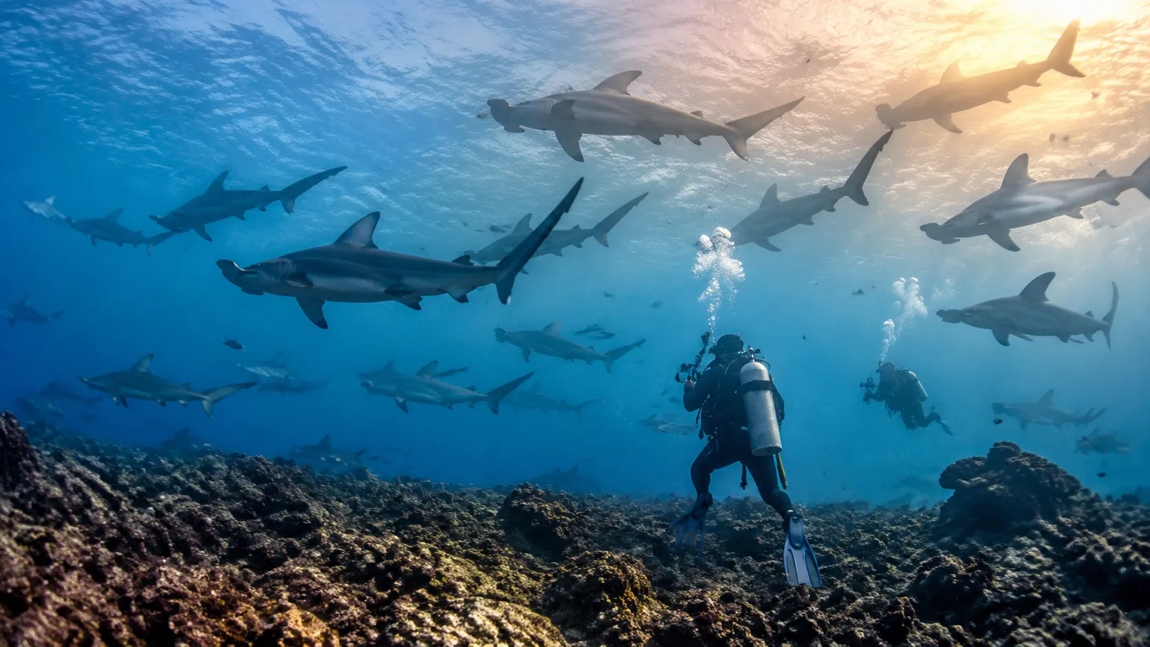 Galapagos Islands scuba diving
